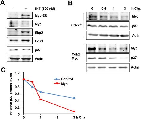 Myc Stimulates Cell Cycle Progression Through The Activation Of Cdk1