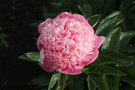PINK RED CHARM peony | Available all year round | Free qoute