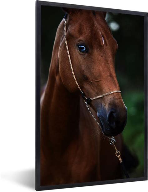 Fotolijst Incl Poster Akhal Teke Met Blauw Oog X Cm