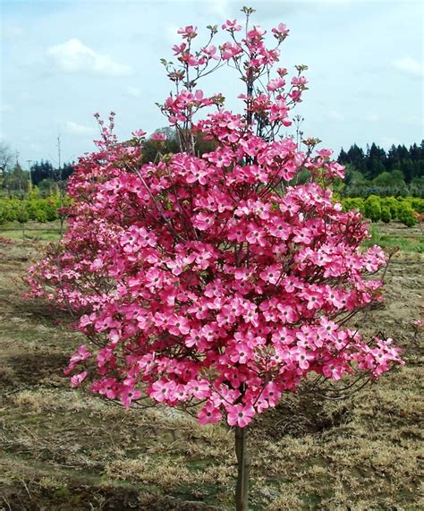 Floweing Dogwood Cherokee Chief Pink Dogwood Tree Dogwood Trees