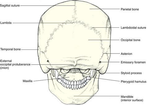 bones   skull  orbit clinical gate
