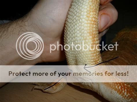 How To Sex Your Bearded Dragon Reptile Forums