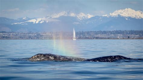 Puget Sound Whales Photo 4