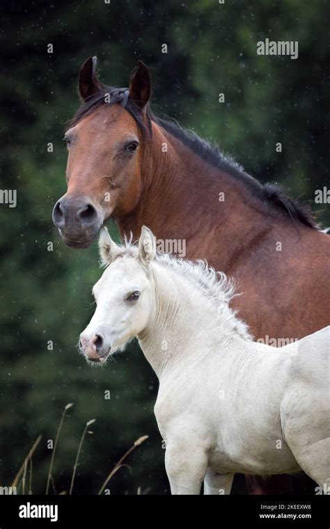 Welsh Cobs Hi Res Stock Photography And Images Alamy