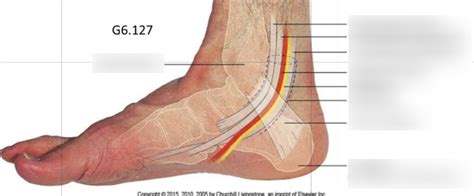 Lab 7.3 - Diagram: Posterior Tibial Artery Diagram | Quizlet