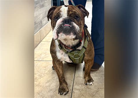 how often do dogs need to be vaccinated