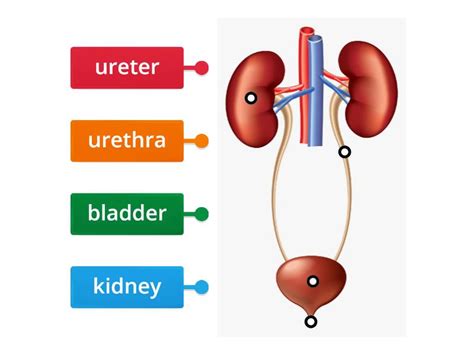 Excretory System Labelled Diagram