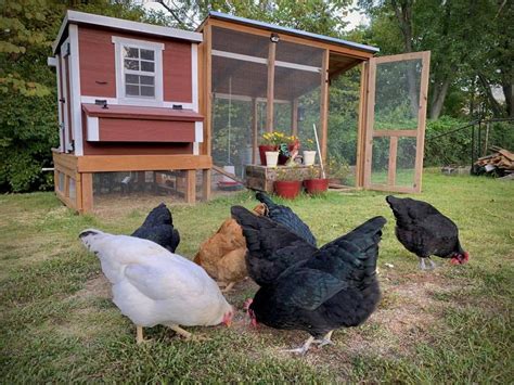 Medium Chicken Coop Overez Chicken Coop