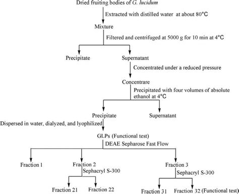 Extraction And Fractionation Of Polysaccharides From A Selected Mushroom Species Ganoderma