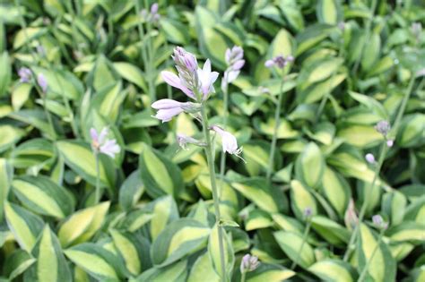 Bohyška 'Gypsy Rose' - Hosta 'Gypsy Rose' | Zahradnictví FLOS