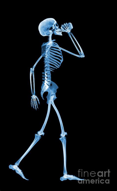 Skeleton Drinking Photograph By D Robertsscience Photo Library Fine