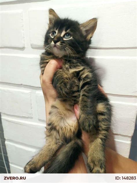 Манчкин — купить в Москве | Объявление №148283 | ZVERO