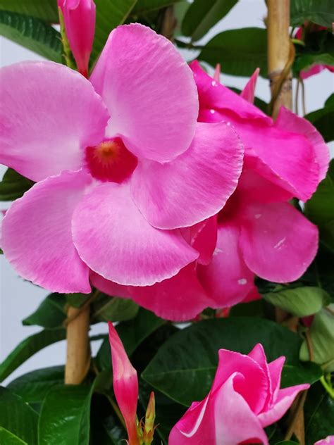 Large Pink Mandevilla Plant Live Flowering Plant Trellis Overall