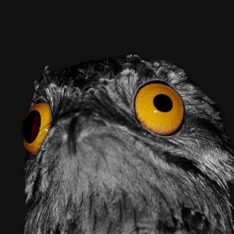 Козодой сетконос птица - 72 фото