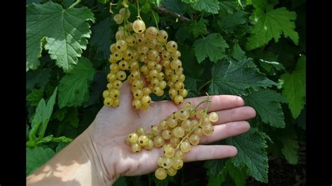 Снежана - сорт белой смородины - YouTube