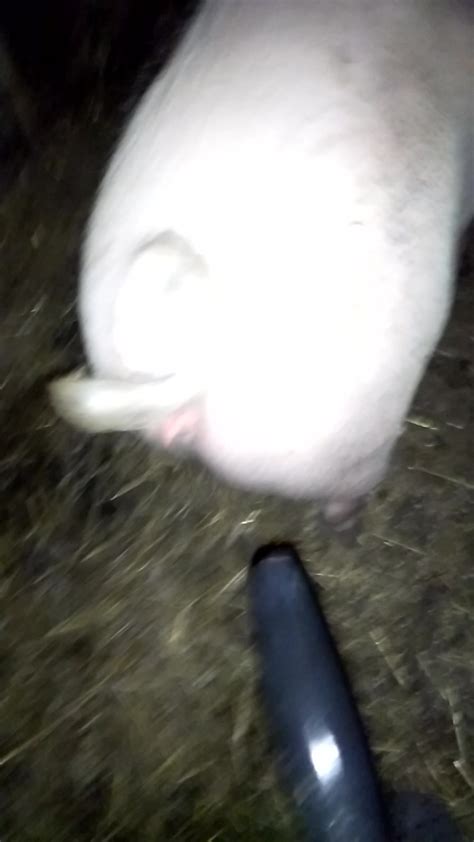 Pig Pussy Fucking With Home Made Dildo