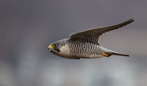 Peregrine Falcon Flying Fast