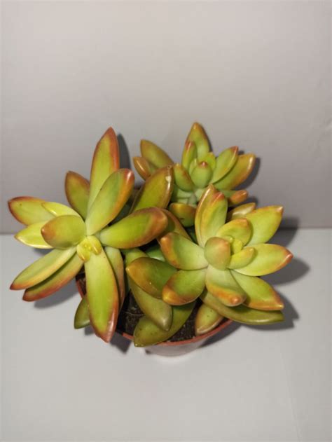 Купить Седум Адольфа с доставкой по Москве и области