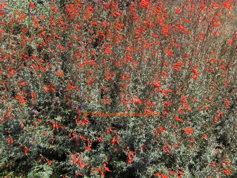 Plantfiles Pictures Epilobium California Fuchsia Hummingbird Trumpet