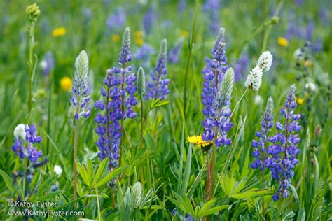 Montana Wildflowers