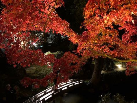 【縮景園】もみじまつり・心洗われる紅葉ライトアップ ～泉水の灯り～〔広島市中区〕｜50代からの大人に向けた広島情報サイト Chic Web