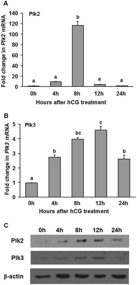 Plk2 And Plk3 Expression Increased In Rat Granulosa Cells In Vivo After