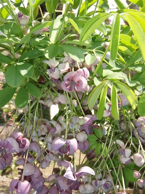 Akebia Quinata Silver Bells Riverside Garden Centre