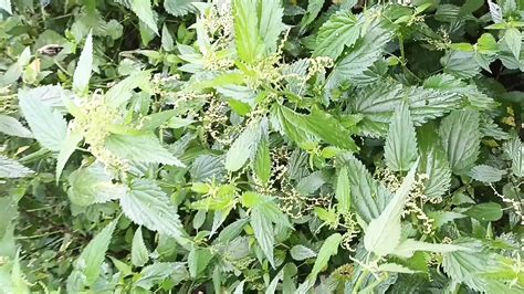 Let Them Burn German Gay Underwear Amateur Porn XHamster