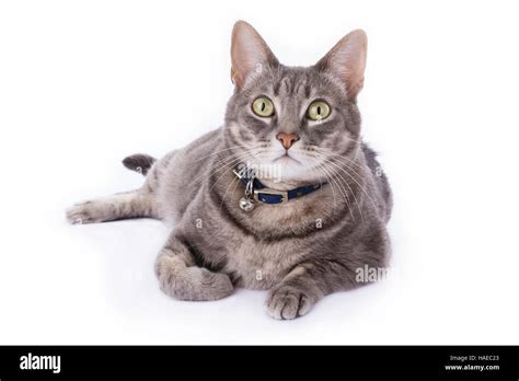 Tabby Cat Laying Down And Looking At Camera Isolated On White Stock