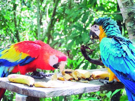 Más de 400 animales silvestres regresan a los bosques del Cesar