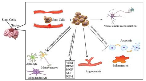 Frontiers Insight Into The Mechanisms And The Challenges On Stem Cell