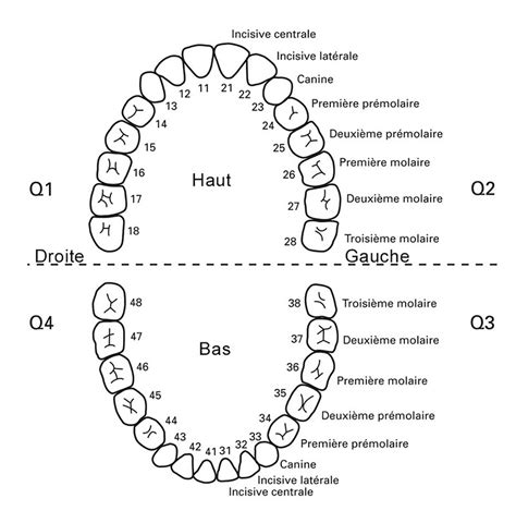 Symbolique Des Dents D Codage Biologique K Desha Corinne Melia