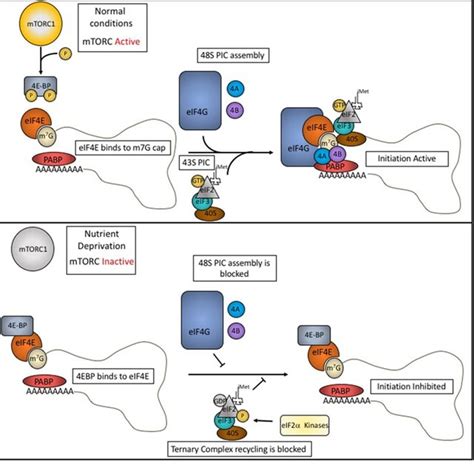 Multiple Proteins Bind To 5 Top Motifs And Affect Translation