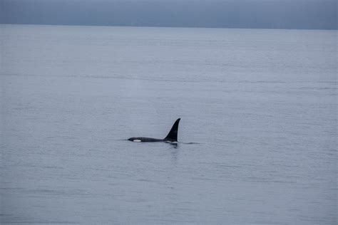 The Best Kenai Fjords Wildlife Cruise - Musings of a Rover