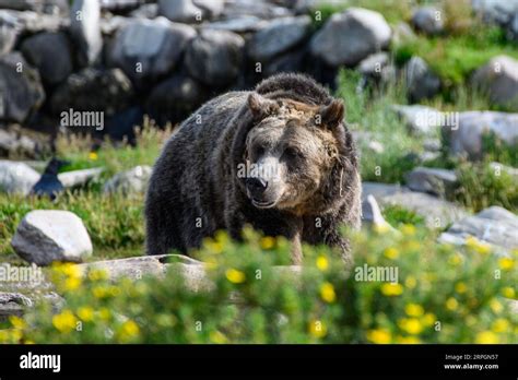 An Adult Male Grizzly Bear In West Yellowstone Montana Usa Stock