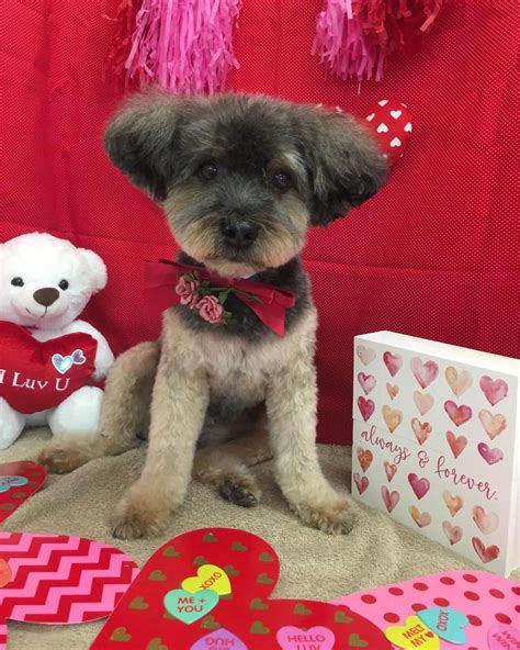 12 Yorkie Poo Haircuts That Are Trending Right Now