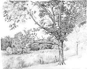 Graphite Pencil Drawings by Diane Wright | Tree drawing, Landscape