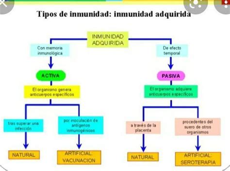 Elabora Un Mapa Conceptual Con Los Tipos De Inmunidad Con Su Respectiva