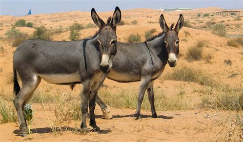 Donkey Symbolism Spirit Animal Totems