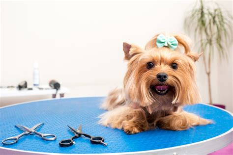 dog groomer  el paso tx scrub  dub   mobile tub