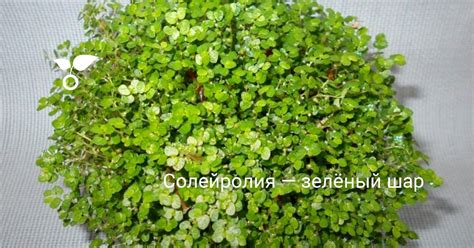 Солейролия — зелёный шар. Уход в домашних условиях. Выращивание ...
