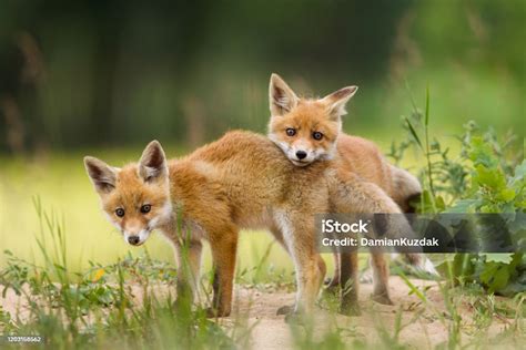 Adorable Baby Fox Pups Playing Stock Photo - Download Image Now ...