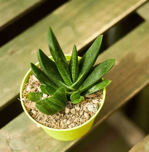 How To Grow And Care For Naked Lady Plant