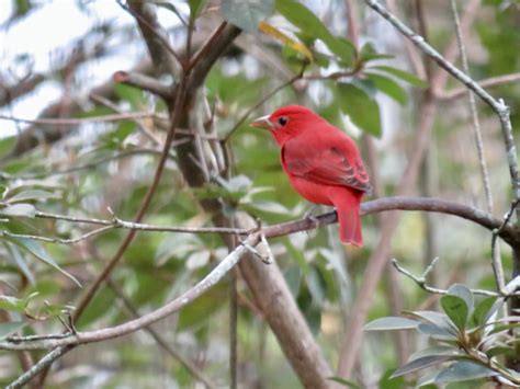 Male Summer Tanager Feederwatch