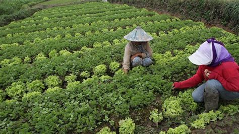 Menikmati Desa Wisata Pujon Kidul Vlixid