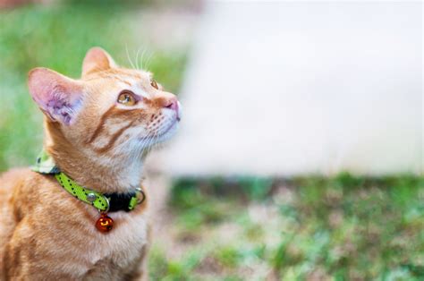 Graminha Para Gato Benef Cios E Como Escolher