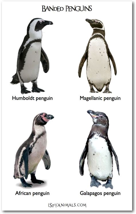 I Spy Animals: 201104 | Pet birds, Penguins, Animals