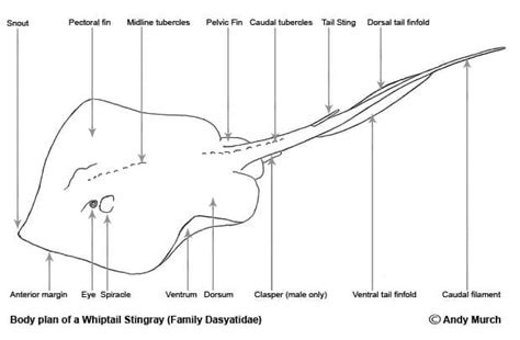 Top 15 Stingray Facts - Types, Diet, Migration & More - Facts.net