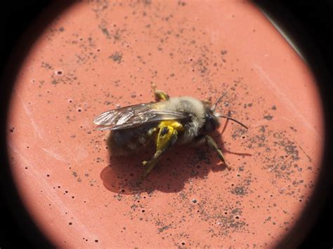 R F Insecta Hymenoptera Andrenidae Andrena Melandrena