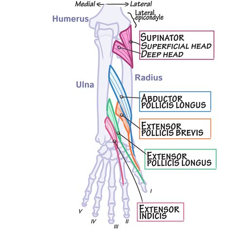 Gross Anatomy Glossary Forearm Posterior Deep Draw It To Know It